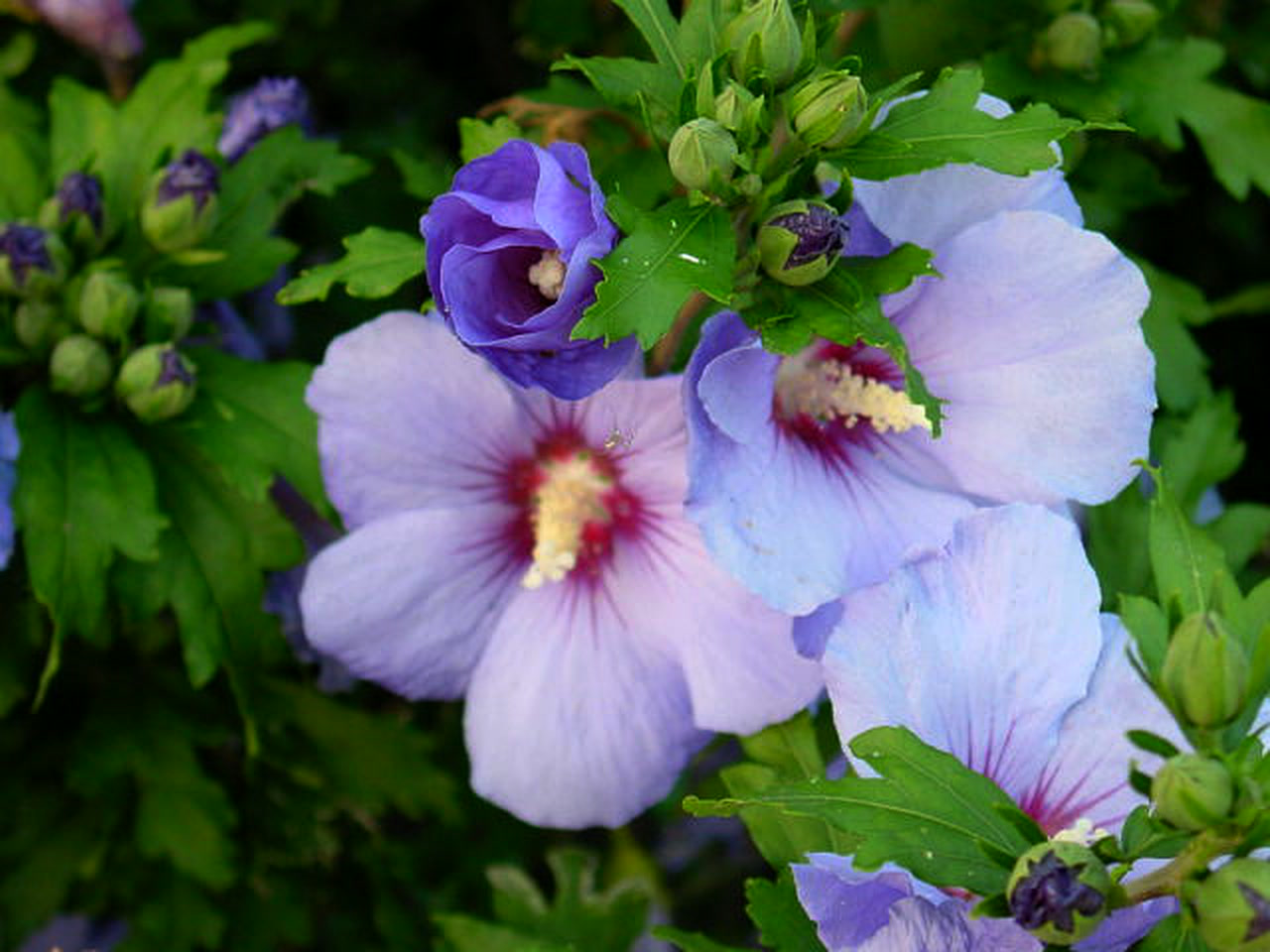 Bloeiende hibiscus in een groene tuin