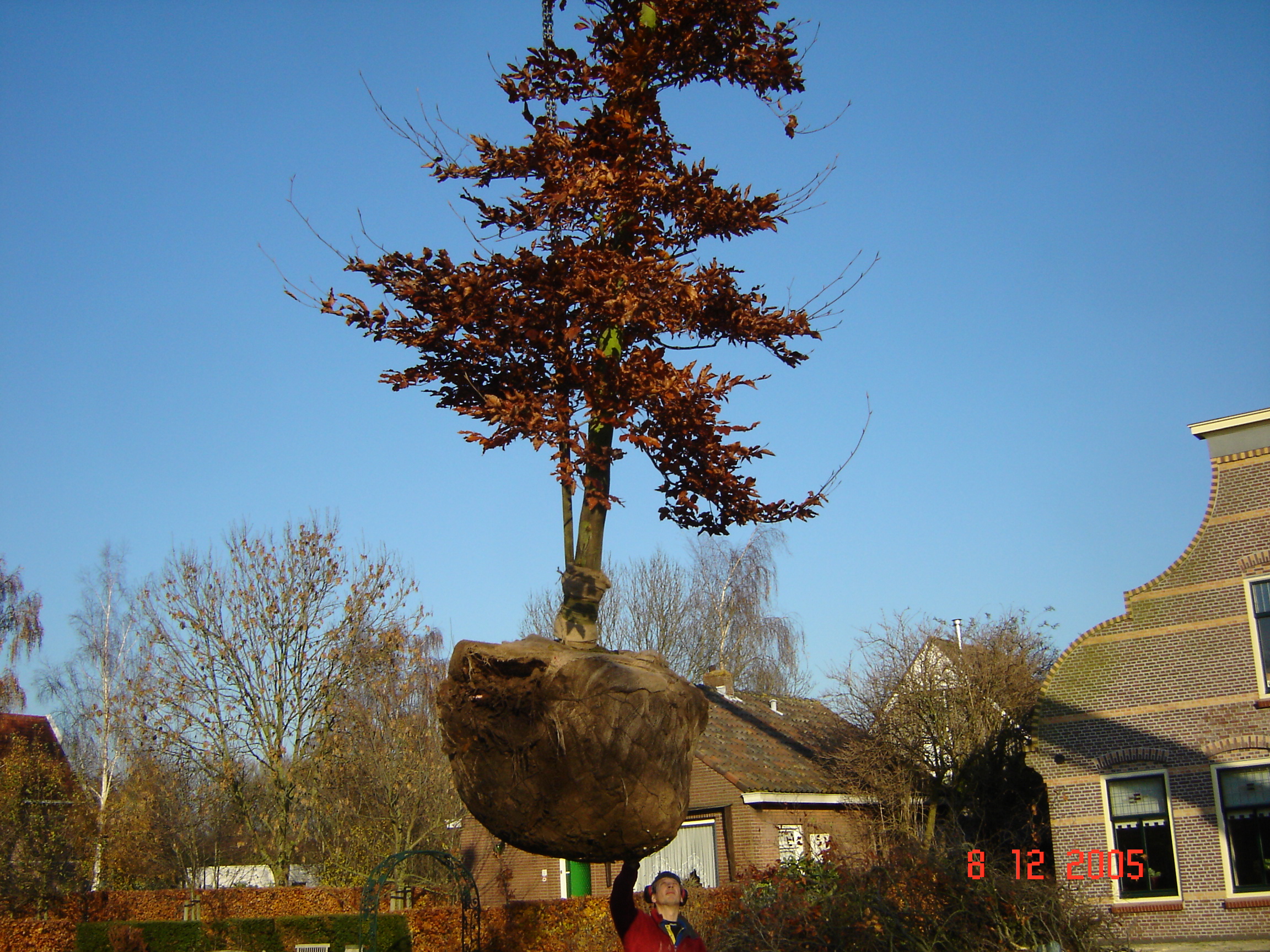 Volwassen boom verplaatsen met kraan