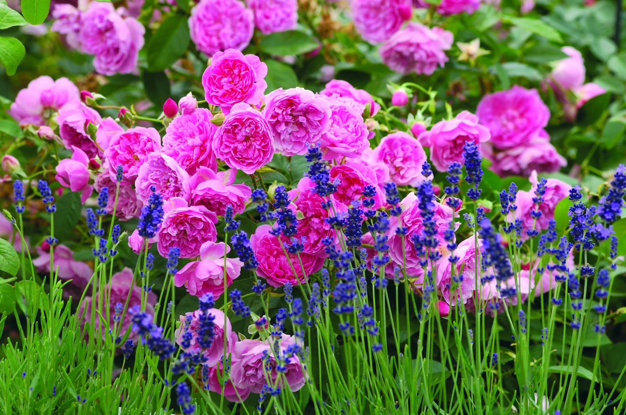 Hovenier Droomtuin bloemen
