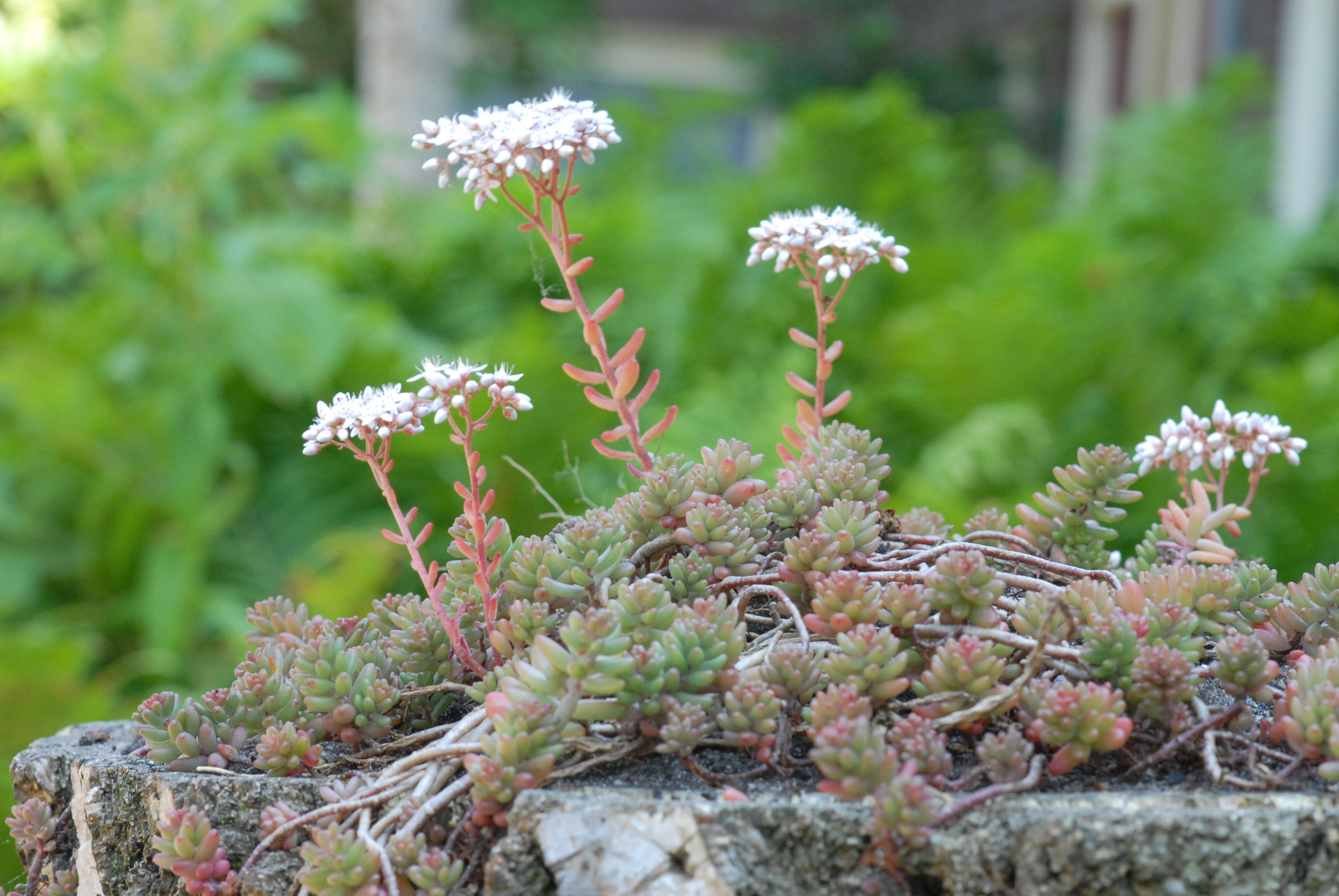 Tuin in balans