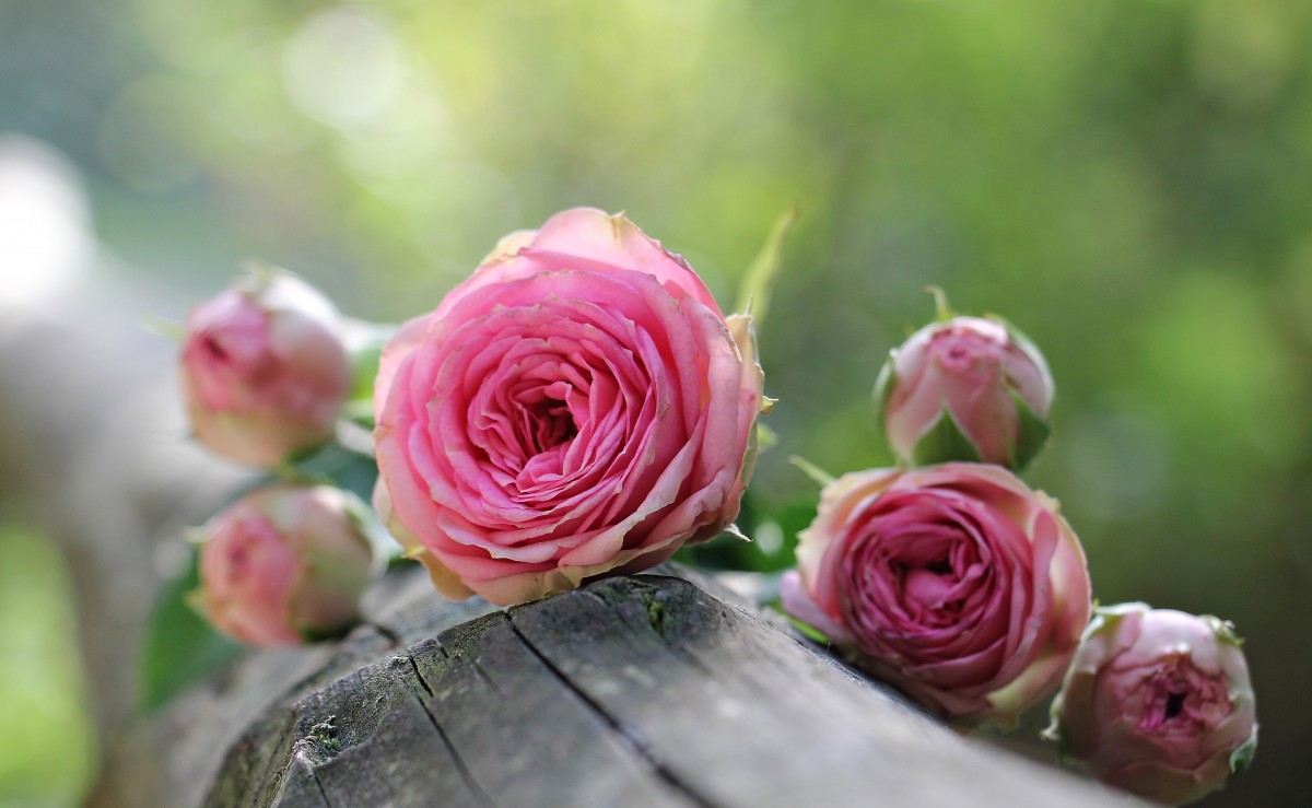 Hovenier tuinplan