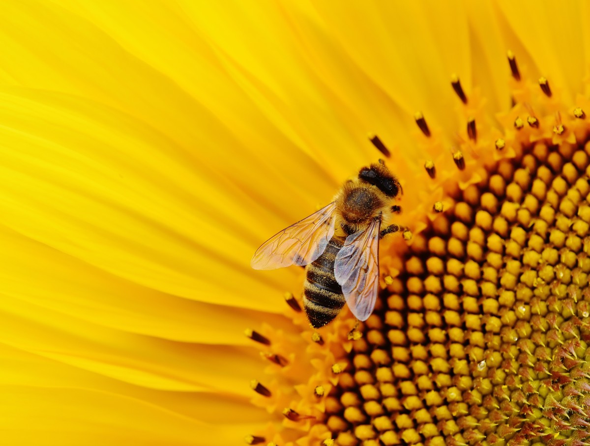 Tuin balans bij