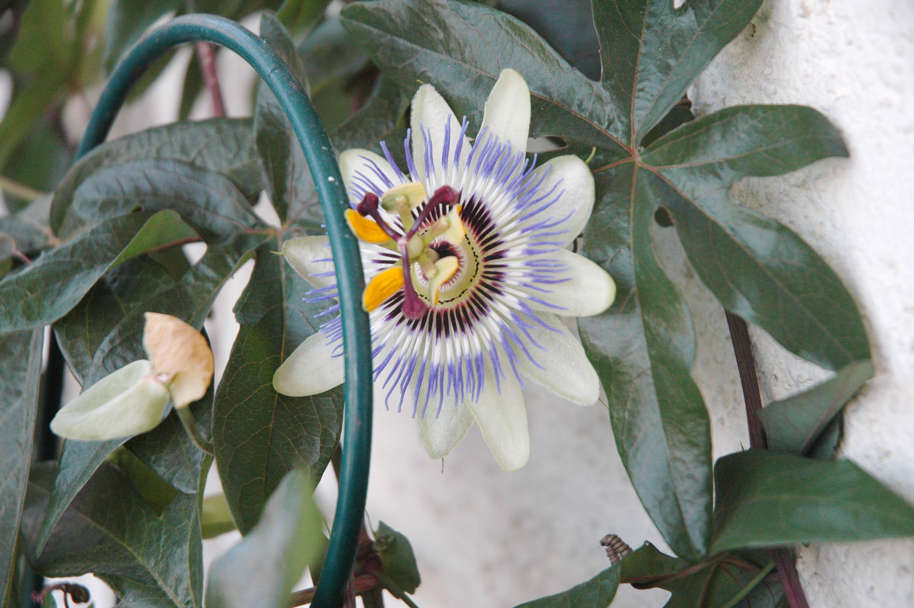Bloemen hovenier tuinonderhoud