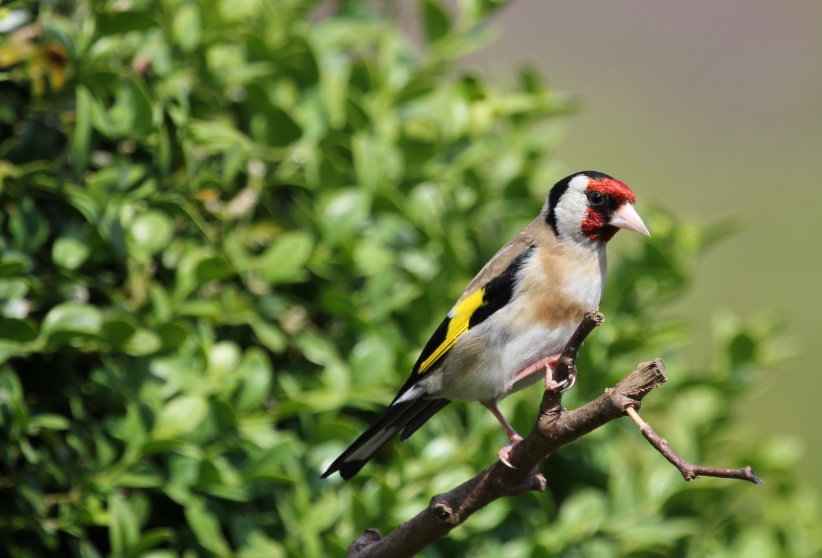 Hovenier droomtuin in balans