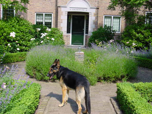 Hovenier droomtuin onderhoud
