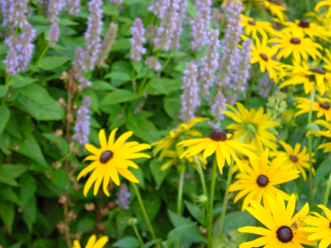 Hovenier droomtuin bloemen