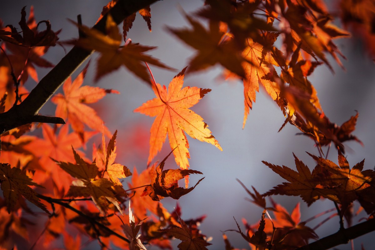 Droomtuin in balans herfst